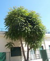 درخت عرعر